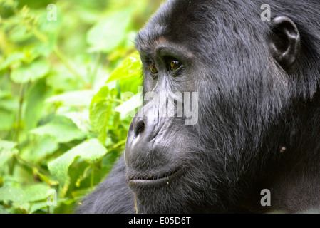 Un gorilla maschio o cosiddetti silverback nel primo foresta di Bwindi National Park in Uganda, Africa Foto Stock