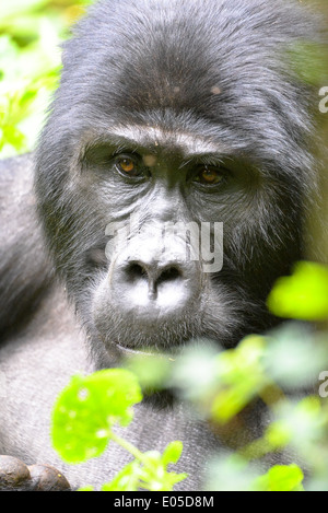 Un gorilla maschio o cosiddetti silverback nel primo foresta di Bwindi National Park in Uganda, Africa Foto Stock