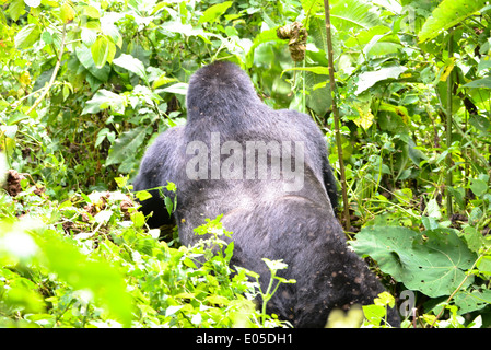 Un gorilla maschio o cosiddetti silverback nel primo foresta di Bwindi National Park in Uganda, Africa Foto Stock