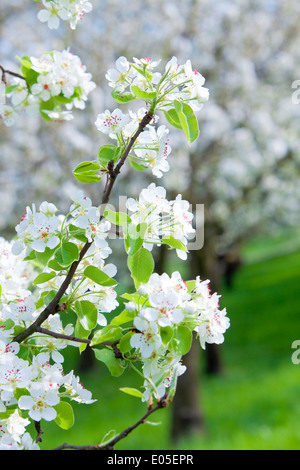 Repubblica ceca, Praga - ciliegi in fiore sulla collina di Petrin in primavera Foto Stock