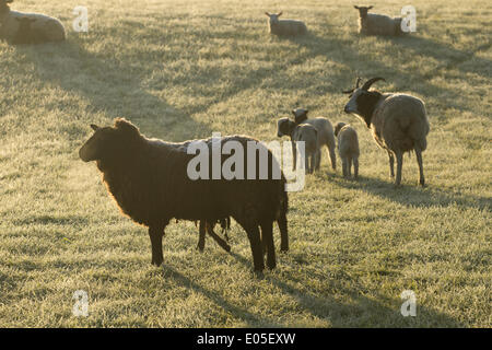 Pecore e agnelli su frosty mattina di primavera. Regno Unito Foto Stock