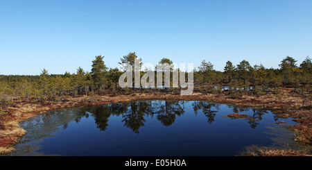 Una piscina a Viru Bog in Lahemaa National Park, Estonia. Foto Stock