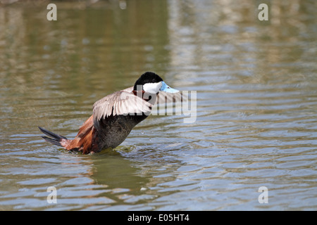 Ruddy Duck Oxyura jamaicensis, Drake rising dall'acqua Foto Stock