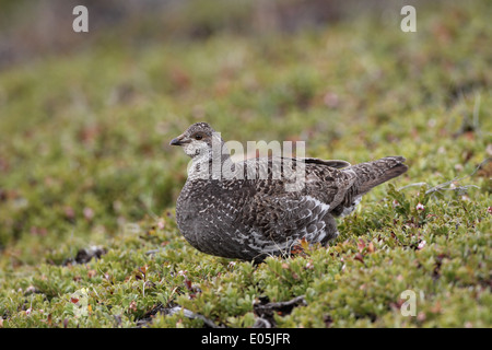 Dusky (blu) Grouse Dendragapus obscurus, femmina Foto Stock