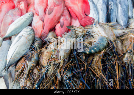 Pesce fresco Foto Stock