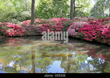 Isabella Plantation, il Parco di Richmond, Surrey, Regno Unito. Il 3 maggio 2014. Isabella Plantation è un bosco ornamentali giardino pieno di piante esotiche. Da fine Aprile a inizio maggio vi è un magnifico display di azalee e rododendri. Il vivace dei fiori di questo arbusto decidui sono compresi in una gamma di colori dal rosa, viola e blu al giallo e arancione e bianco. Il Plantation è libero di entrare ed è solo a 6 miglia dal centro di Londra. Credito: Julia Gavin/Alamy Live News Foto Stock