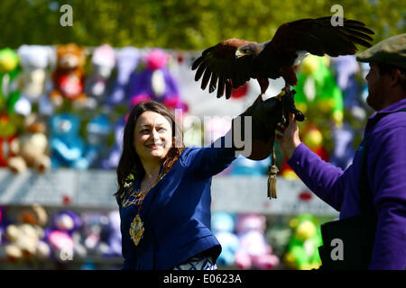 Londra, Regno Unito. Il 3 maggio 2014. Sindaco di Merton Cllr Krystal Miller con una falconeria rapaci battenti show a Morden Hall Country Show di Morden Hall Park a Londra. Foto di vedere Li/Alamy Live News Foto Stock