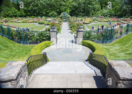 La Peggy Rockefeller Rose Garden a New York al Giardino Botanico, Bronx, NY, STATI UNITI D'AMERICA Foto Stock