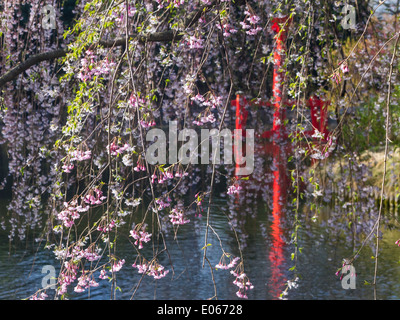 Fiori di Ciliegio che pendono verso il basso nella collina giapponese-e-laghetto in giardino il Brooklyn Botanic Gardens, New York Foto Stock