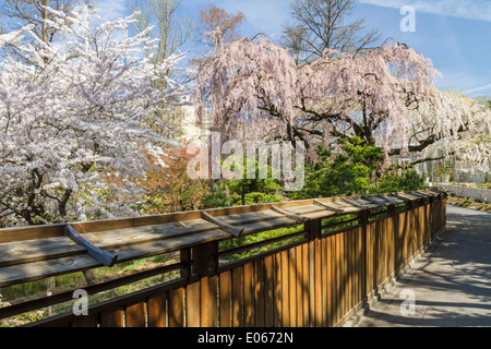 Ciliegio rami sovrasti la parete per il giardino giapponese in Brooklyn Botanic Gardens Foto Stock