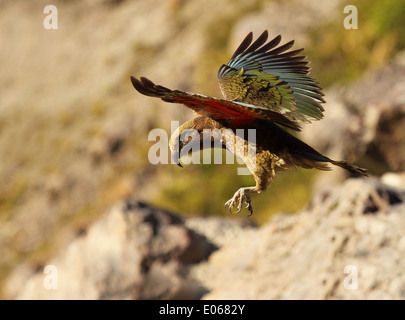 Un Kea in caduta dal cielo. Foto Stock