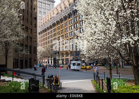 Alberi in fiore in primavera, centro di Pittsburgh Foto Stock