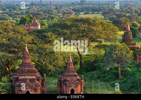 Templi e pagode nella giungla al tramonto, Bagan, Myanmar Foto Stock