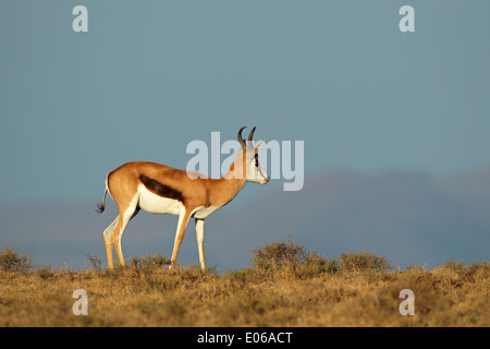 Springbok antilope (Antidorcas marsupialis) contro un cielo blu, Sud Africa Foto Stock