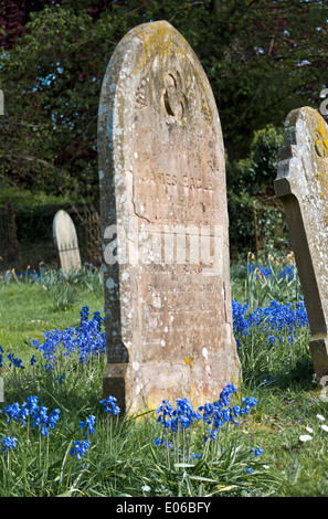 Bluebells nella chiesa grave yard hyacinthoides non scripta Foto Stock