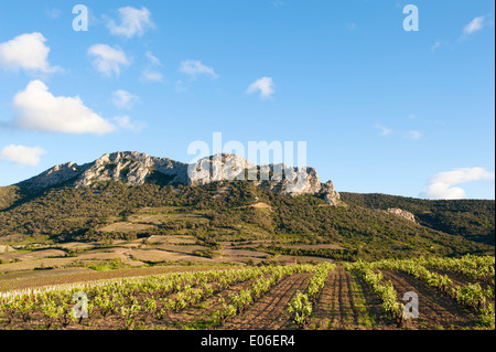 Vecchia vigna a Maury, AOC vinificazione valle del Fenouillèdes, Languedoc-Roussillon, Francia Foto Stock