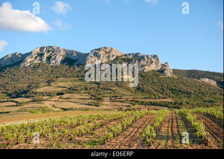 Vecchia vigna a Maury, AOC vinificazione valle del Fenouillèdes, Languedoc-Roussillon, Francia Foto Stock