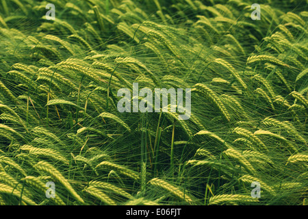 campo di orzo Foto Stock