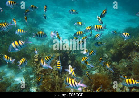 Pesce subacquea shoal, sergente maggiore pesce Abudefduf saxatilis, Mar dei Caraibi Foto Stock