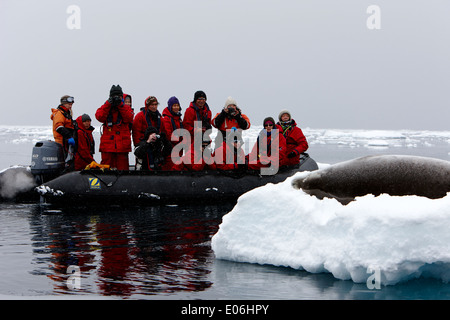 I passeggeri a bordo di una crociera in zodiac a scattare foto di un sonno crabeater tenuta su iceberg in escursione in Antartide Foto Stock