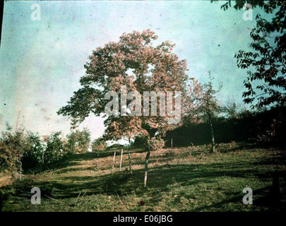 Questa fotografia mostra un albero solitario in piedi in un campo, che illustra la semplicità e la bellezza dei paesaggi rurali. Foto Stock