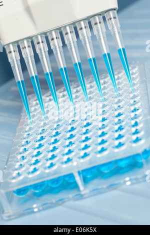 Pipettare campioni di erogazione in una profonda e piastra Foto Stock