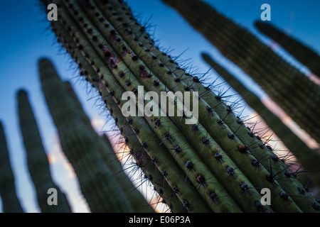 In prossimità di un organo a canne cactus Foto Stock