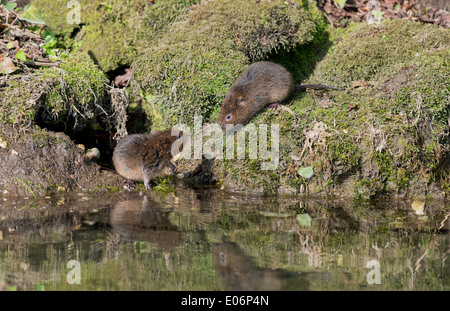 Coppia di capretti acqua arvicole - Arvicola terrestris accanto a un flusso. Regno Unito Foto Stock