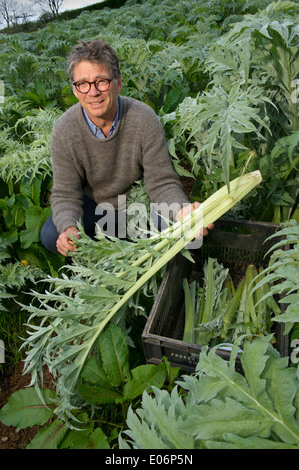 Il cardo coltivato nel Devon a Riverford Organic Farms, Totnes e raccolte da Guy Watson (Guy Singh-Watson), CEO di Riverford.. Foto Stock