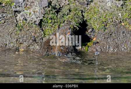 Coppia di capretti acqua arvicole - Arvicola terrestris giocando accanto a un flusso. Molla. Regno Unito Foto Stock