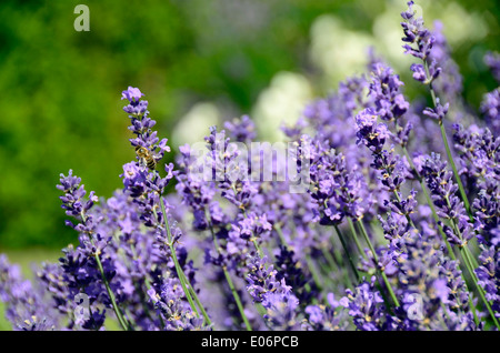 Bella inglese lavanda con bee nel mio giardino Foto Stock