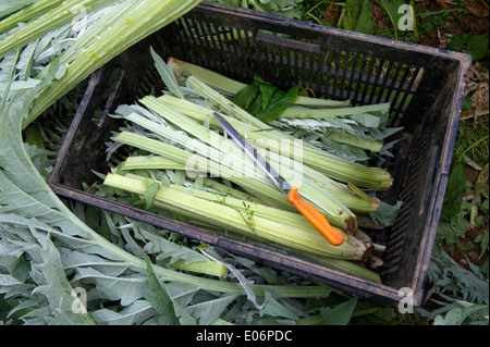 Il cardo coltivato nel Devon a Riverford Organic Farms, Totnes e raccolte da Guy Watson (Guy Singh-Watson), CEO di Riverford.. Foto Stock