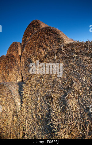 Pila di balle di fieno con un cielo azzurro sullo sfondo Foto Stock