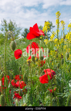 Campo di papaveri e colza contro il cielo blu, close up Foto Stock