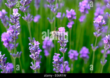 Bella inglese lavanda con bee nel mio giardino Foto Stock