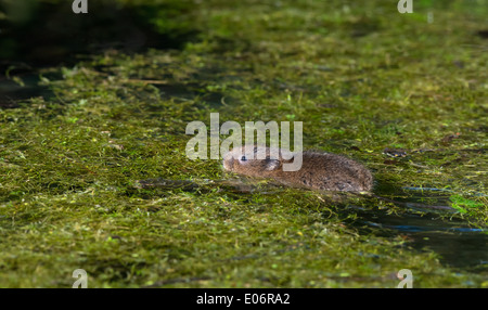 I capretti acqua Vole - Arvicola terrestris nuoto. Molla. Regno Unito Foto Stock