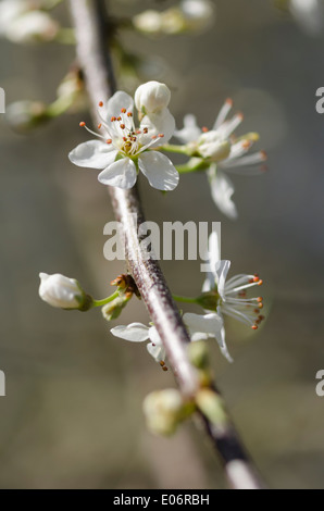 Fioritura Albero di biancospino in una soleggiata pennini siepe Foto Stock