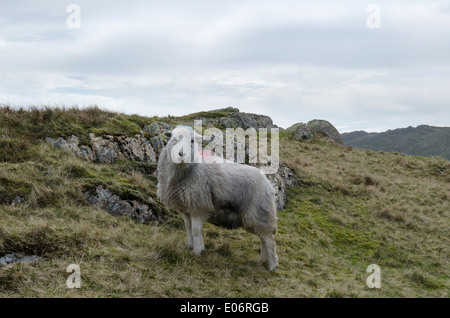 Herdwick pecora in Easedale, Lake District, vicino alla rupe di vitello Foto Stock