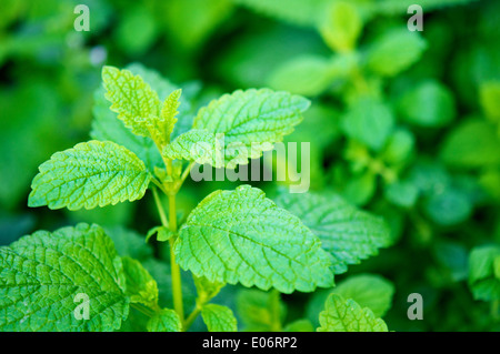 Melissa (Melissa officinalis) in un giardino di erbe aromatiche Foto Stock