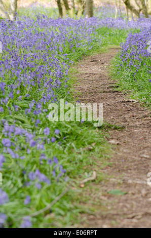 Bluebell fiori in un legno di pennini annuncia l arrivo della primavera. Un percorso che si snoda attraverso il tappeto bluebell Foto Stock