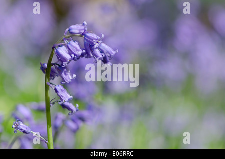 Bluebell fiori in un legno di pennini annuncia l arrivo della primavera. Foto Stock