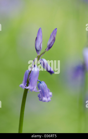 Bluebell fiori in un legno di pennini annuncia l arrivo della primavera. Foto Stock