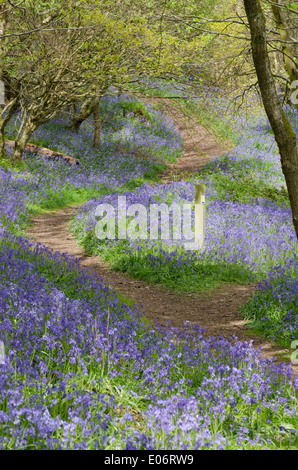 Bluebell fiori in un legno di pennini annuncia l arrivo della primavera. Un percorso che si snoda attraverso il tappeto bluebell Foto Stock