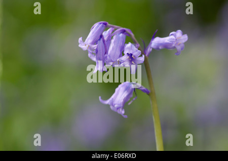 Bluebell fiori in un legno di pennini annuncia l arrivo della primavera. Foto Stock