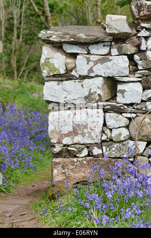 Bluebell fiori in un legno di pennini annuncia l arrivo della primavera. Un muro di pietra ingresso dà accesso ad un bluebell tappezzato Foto Stock