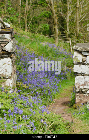 Bluebell fiori in un legno di pennini annuncia l arrivo della primavera. Un muro di pietra ingresso dà accesso ad un bluebell tappezzato Foto Stock