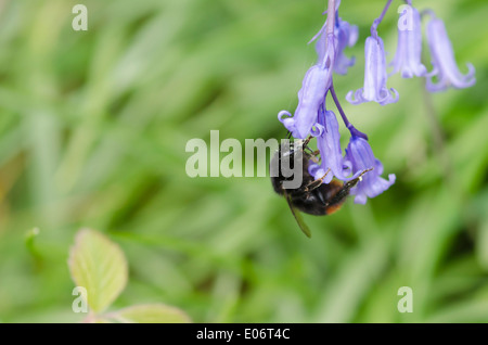 Bluebell fiori in un legno di pennini annuncia l arrivo della primavera. Un arancio-toccò il fondo bumblebee è alimentazione su un bluebell Foto Stock