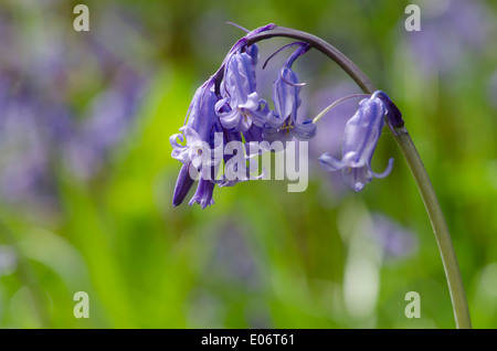 Bluebell fiori in un legno di pennini annuncia l arrivo della primavera Foto Stock