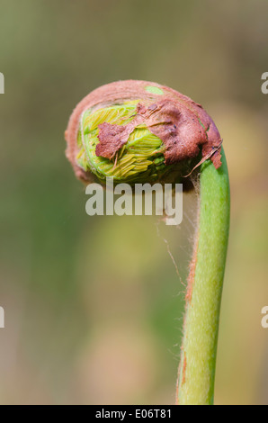 Fern frond iniziando a distendere in primavera in Cumbria, England, Regno Unito Foto Stock