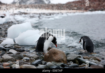 Due pinguini sulla spiaggia rocciosa in gentoo colonia di pinguini su de Cuverville Island antartide Foto Stock